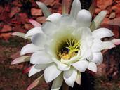 cactus-flower-flowering-white-1217711.jpg