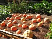 pumpkins-orchard-plantation-839145.jpg