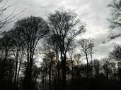 trees-thunderstorm-twilight-forest-641519.jpg