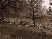 flock-sheep-prato-mountain-trees-1711995.jpg