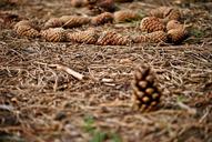 cones-forest-autumn-plants-901811.jpg