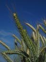 barley-barley-field-cereals-field-592508.jpg