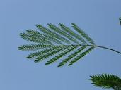 leaf-wedel-acacia-acacia-karroo-73864.jpg