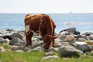 cow-summer-sea-451922.jpg