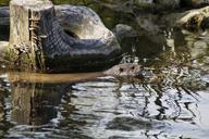 otter-swim-wild-animal-water-lake-1676146.jpg