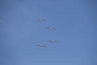 seagulls-blue-sky-nature-birds-sky-1005865.jpg