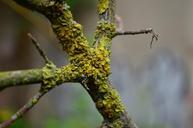 weave-moss-road-close-macro-plant-697250.jpg