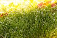 meadow-grass-fog-dew-nature-green-1025022.jpg