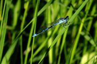 blue-damselfly-insect-bug-nature-1101953.jpg