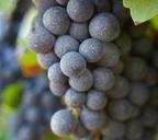 grapes-wine-fruit-cluster-bunch-514797.jpg