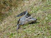 alligator-animal-hir-nature-foot-113549.jpg