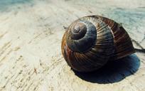 snail-shell-shell-snail-nature-988766.jpg