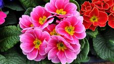 primrose-spring-flowers-motley-1228936.jpg