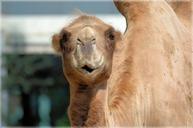 camel-ungulate-herbivore-animal-216899.jpg