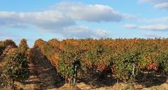 vineyard-rioja-la-rioja-lyng-1014885.jpg