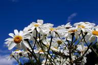 daisy-flowers-plants-meadow-lawn-615217.jpg