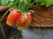 strawberry-berry-summer-fresh-1502413.jpg