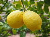 lemon-limone-lemon-tree-1117562.jpg