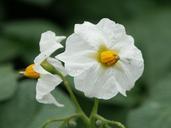 potato-blossom-white-green-yellow-184993.jpg