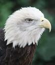 bald-eagle-bird-predator-feathered-114864.jpg