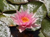 water-lily-lily-pond-water-nature-539069.jpg