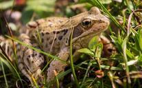 frog-animal-green-grass-amphibian-468138.jpg