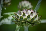 artichoke-artichoke-flower-vegetable-1555049.jpg