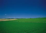 green-grass-field-and-bright-blue-sky.jpg