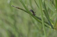 ant-macro-insect-grass-1042216.jpg