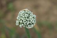 agriculture-allium-buds-cernuum-87735.jpg