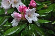 flowers-april-showers-blossoms-1046069.jpg