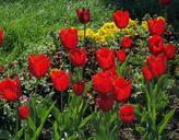 red-tulips-tulips-flowers-bloom-667199.jpg