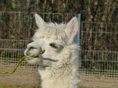 alpaca-animal-creature-cute-sweet-71860.jpg