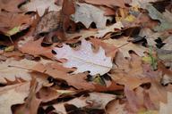 droplets-fall-leaf-leaves-rain-87202.jpg