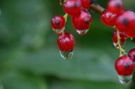 berry-red-food-fruit-healthy-870571.jpg