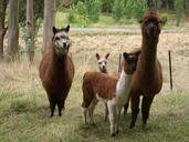 Alpacas animals vicugna pacos.jpg