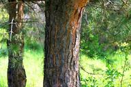 trunk-tree-the-bark-forest-nature-488829.jpg