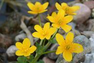 pond-plant-nature-yellow-141261.jpg