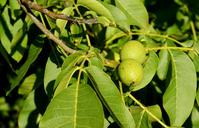 walnut-organic-almonds-green-1505359.jpg