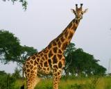 africa-giraffe-wildlife-safari-1702069.jpg