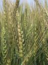 wheat-field-plant-wheat-951185.jpg