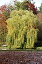 tree-pasture-weeping-willow-park-204297.jpg