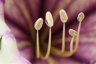 pollen-flower-nature-701196.jpg