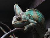 chameleon-gad-the-lizard-eye-1235145.jpg