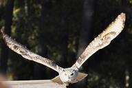 owl-eagle-owl-flight-raptor-bird-62608.jpg