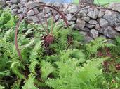 wagon-wheel-old-wagon-wheel-ferns-207172.jpg