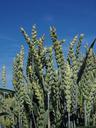 wheat-field-wheat-cereals-ear-592482.jpg