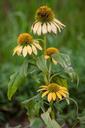 cone-flowers-flowers-flower-1110525.jpg