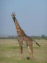 giraffe-kenya-africa-safari-nature-1000544.jpg