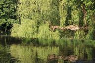 pasture-trees-mirroring-lake-water-383930.jpg